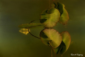Water lily reflection - like abstract art by Raoul Caprez 